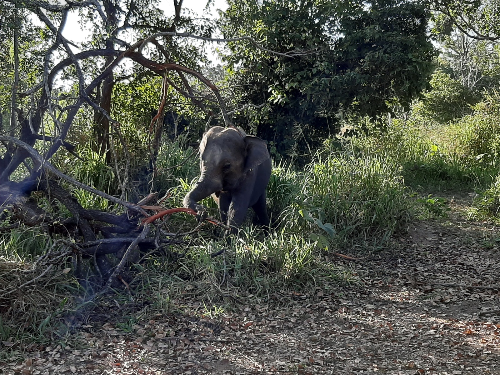 Minneriya National Park