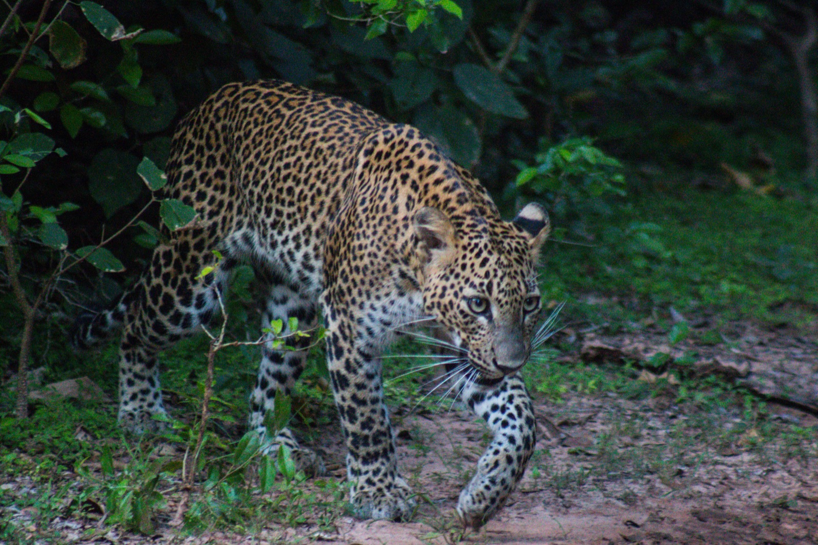 Yala Safari