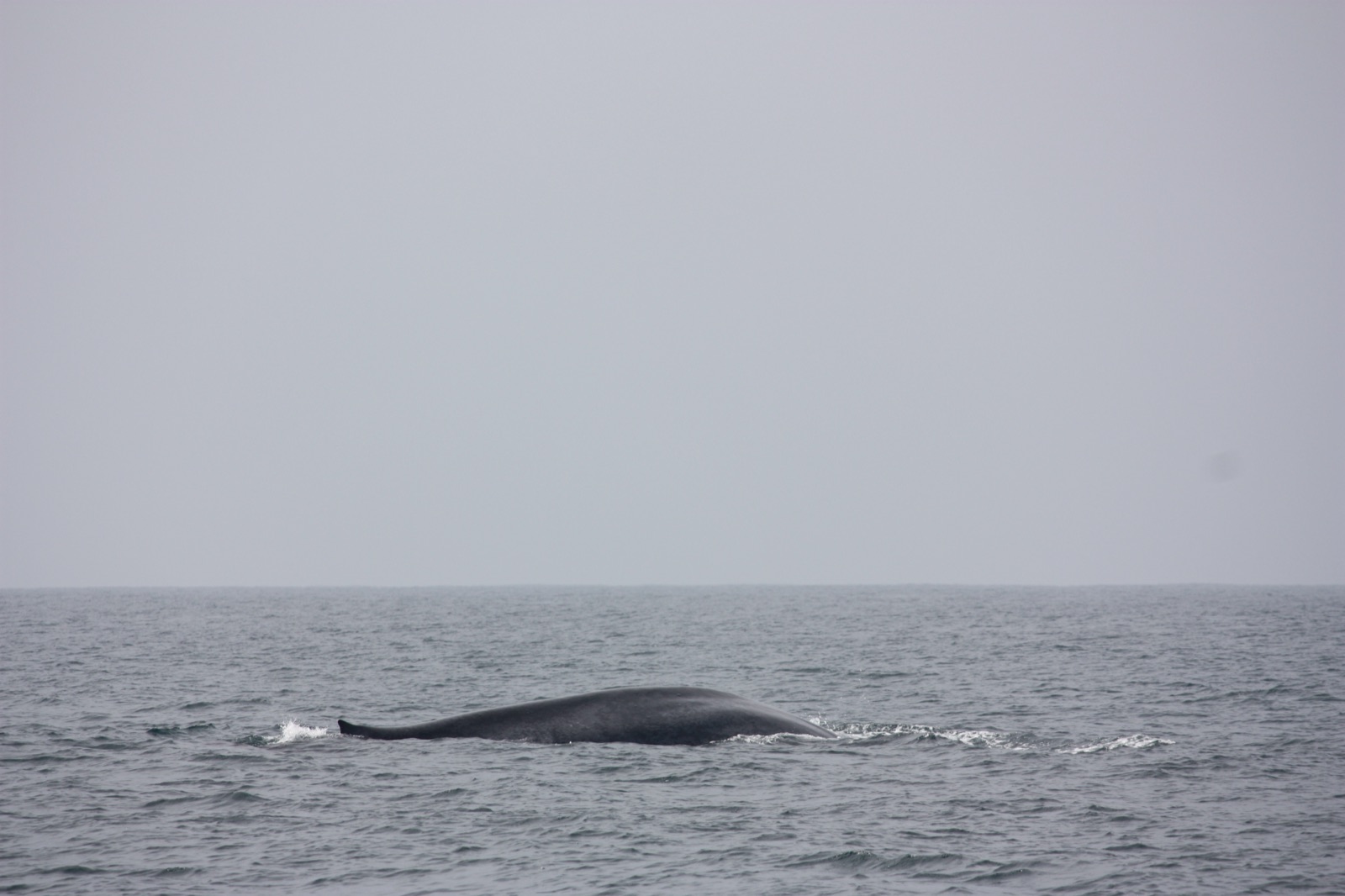 Whale & Dolphin Coast