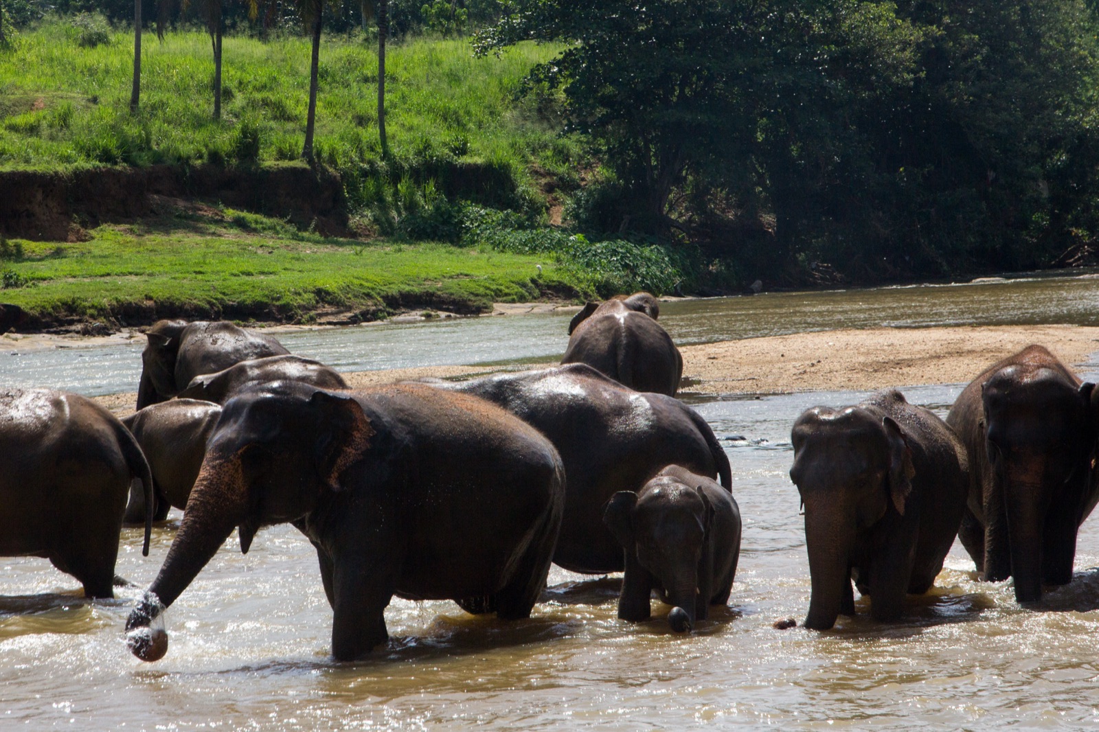 Ancient Kingdoms & Elephants